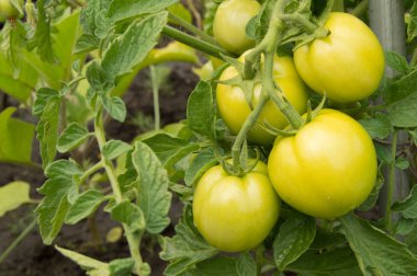 Bahçede büyüyen domates. Bahçede yeşil domates olgunlaşmak