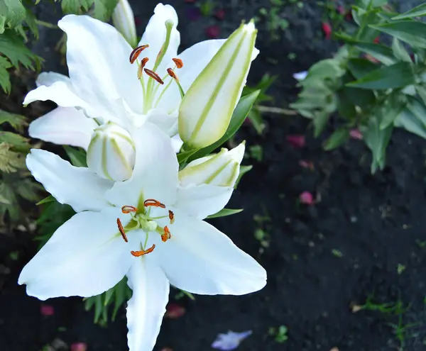 Mooie witte koninklijke lelies bloeien in de tuin zomer-achtergrond — Stockfoto