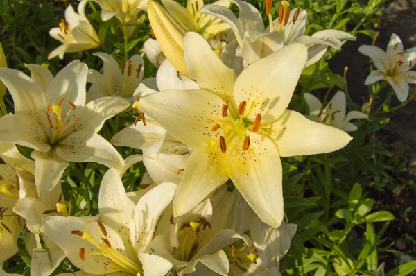 Smukke gule liljer blomstrer i haven, sommer baggrund - Stock-foto