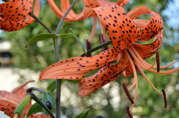 Mooie tiger lelies bloeien in de tuin op de blauwe hemelachtergrond, onderste weergave — Stockfoto