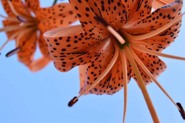 Smukke tiger liljer blomstrer i haven på blå himmel baggrund, bund udsigt - Stock-foto