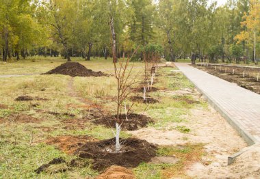 Sonbahar parkta sokak boyunca Genç ağaçlar dikildi, çevre koruma
