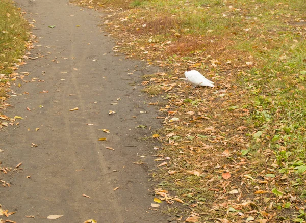 Sonbahar parkta çim üzerinde oturan beyaz güvercin Ringed — Stok fotoğraf