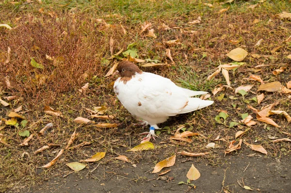Ringed pomba branca sentado na grama no outono Parque — Fotografia de Stock