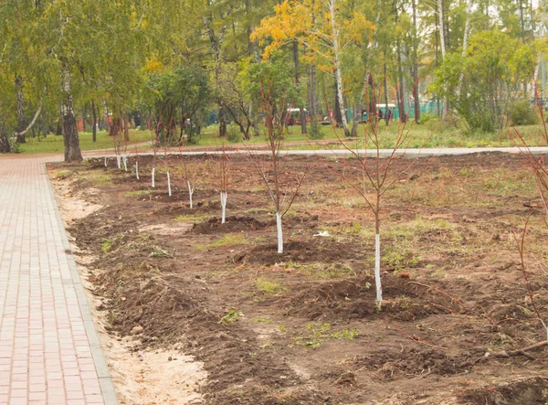 Planted young trees along the alley in the autumn Park, environmental protection — Stock Photo, Image