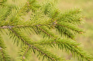 yeşil arka planda köknar dalları, Noel ağacı
