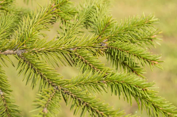 Ramas de abeto sobre fondo verde, árbol de Navidad — Foto de Stock