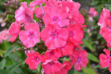 Pembe Phlox, bahçede güneşli yaz günde Phlox paniculata oluşan bir küme closeup