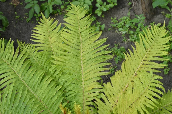 Hermoso helecho de Bush, hojas de helecho en el jardín — Foto de Stock