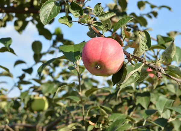 Rote reife Äpfel hängen an Baum im Obstgarten — Stockfoto