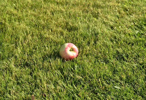 Sappige verse appels liggend op het gras close-up zomertuin, het concept van de landbouw — Stockfoto