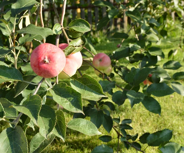 Красные спелые яблоки висят на дереве в саду — стоковое фото