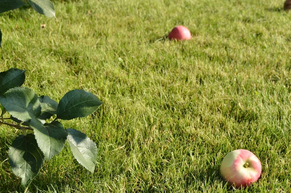 Saftige frische Äpfel liegen auf dem Gras Nahaufnahme Sommergarten, das Konzept der Landwirtschaft — Stockfoto