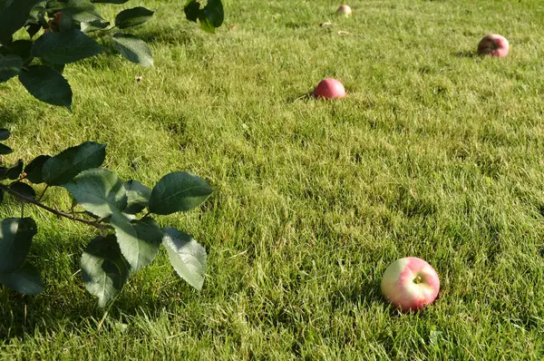Soczyste jabłka świeże, leżącego na ogród letni szczegół trawa, koncepcja rolnictwa — Zdjęcie stockowe