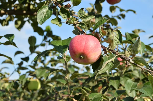 Rote reife Äpfel hängen an Baum im Obstgarten — Stockfoto