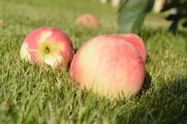 Nahaufnahme von frischen Äpfeln, die im Sommergarten auf dem Gras liegen, das Konzept der Landwirtschaft — Stockfoto