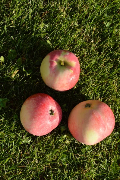 Nahaufnahme von frischen Äpfeln, die im Sommergarten auf dem Gras liegen, vertikales Foto, Ansicht von oben — Stockfoto