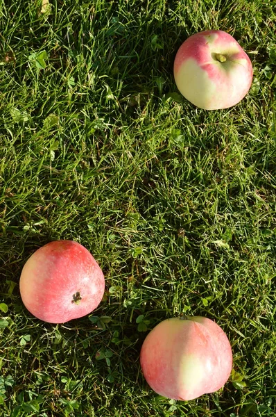 Nahaufnahme von frischen Äpfeln, die im Sommergarten auf dem Gras liegen, vertikales Foto, Ansicht von oben — Stockfoto