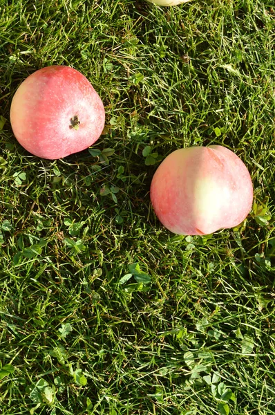 Nahaufnahme von frischen Äpfeln, die im Sommergarten auf dem Gras liegen, vertikales Foto, Ansicht von oben — Stockfoto