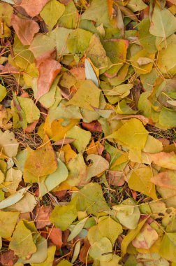 Renkli yaprakları renkli, doku ile sonbahar arka plan