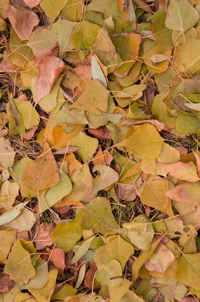 Fondo de otoño con hojas coloridas coloridas, textura — Foto de Stock