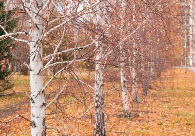 Güzel sonbahar huş sokağa düşen yapraklar, seçici odak ile