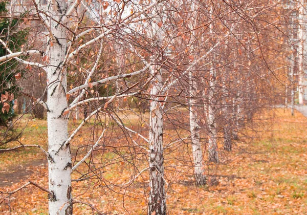 Gyönyörű őszi nyír sikátorban a lehullott levelek, szelektív összpontosít — Stock Fotó