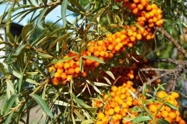 Olgun turuncu Deniz topalak çilek, sağlıklı gıda kavramı Şubesi