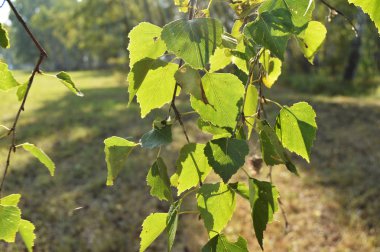 Yeşil huş yaz güneşli bir günde ön dalda yaprak
