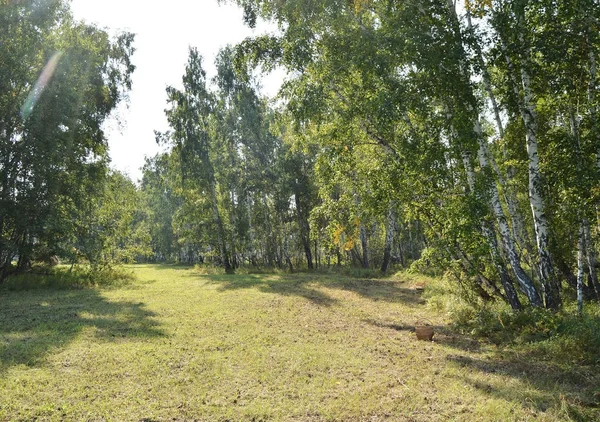 Красивый луг с косой травой в лесу в солнечный летний день — стоковое фото