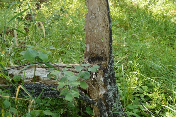 Der Baumstumpf im Gras und der alte umgestürzte Baum im Wald — Stockfoto
