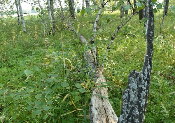 O toco na grama e a velha árvore quebrada caíram na floresta — Fotografia de Stock