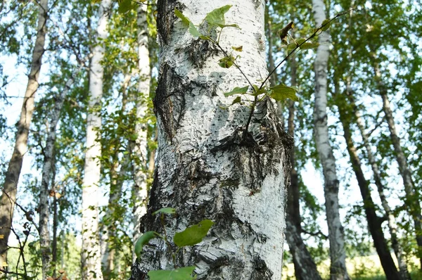 Close-up de tronco de bétula e ramos jovens, definido contra o pano de fundo do bosque de bétula — Fotografia de Stock