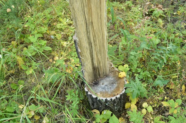 Pařez v trávě a starý poškozený strom padl v lese — Stock fotografie