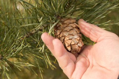 Erkekler el gözyaşı bir çam çam yeşil çam ağacın dalları, Noel, tatil ve yeni yıl kavramı ile koni.