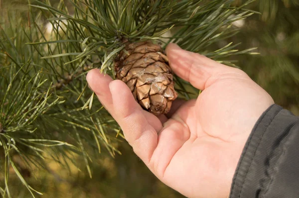 Men hand tear the cone of a pine, pine with green pine branches of the tree the concept of Christmas, holiday and new year. — Stock Photo, Image