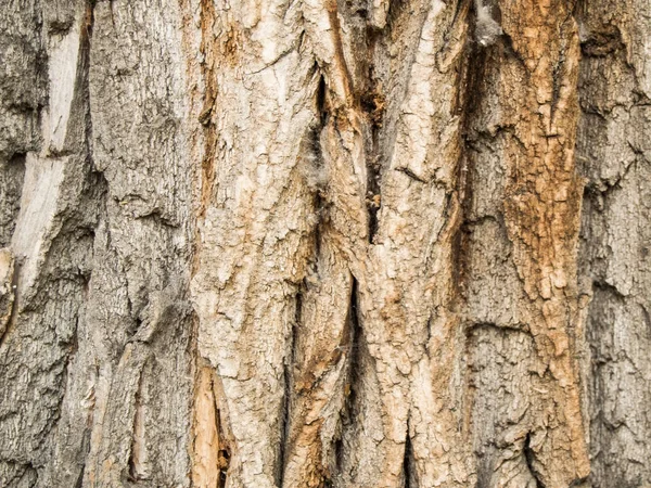 Hermosa textura oscura de la corteza del árbol, fondo — Foto de Stock