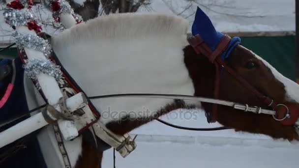 Cabeza Caballo Marrón Arnés Cabeceo Invierno Nieve — Vídeo de stock