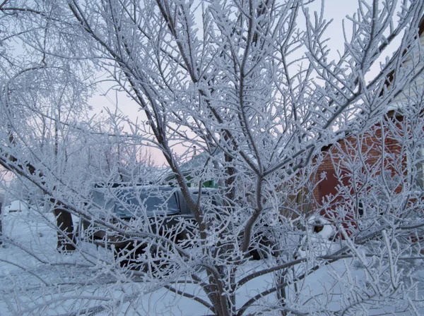 Primer plano de las heladas en las ramas en invierno Parque, nieve, puesta de sol — Foto de Stock