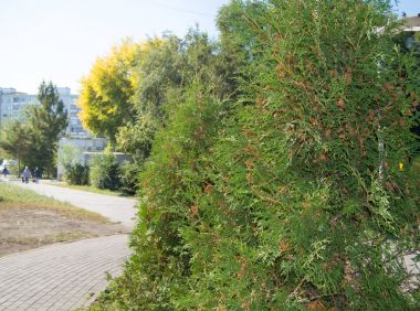 Mazı (bitki) ağaç parça boyunca Park şehir yetişir