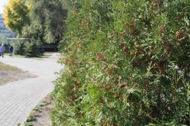 Mazı (bitki) ağaç parça boyunca Park şehir yetişir