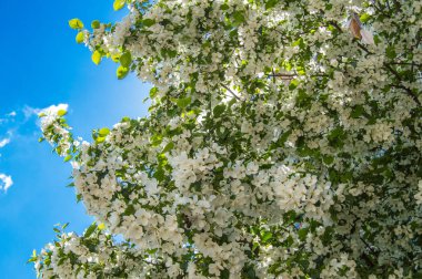Çiçekli dallar elma ağacının bahar bahçe içinde güzel arka plan. Seçici odak