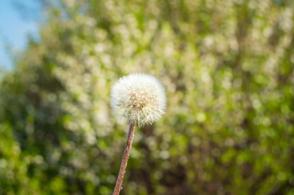 Weißer Löwenzahn mit Samen Sonnenschirme auf dem Gras Hintergrund — Stockfoto