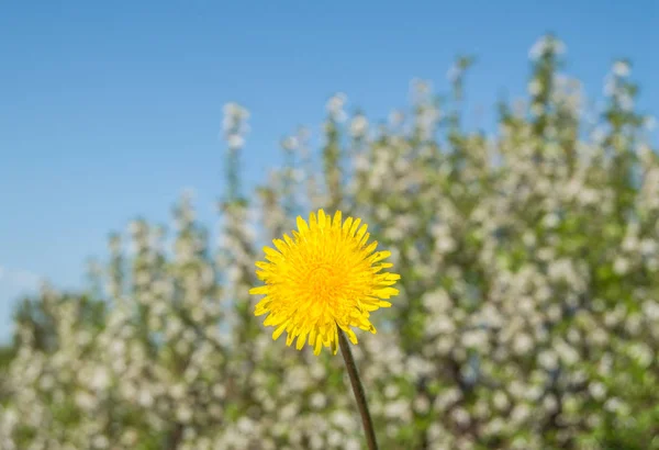 Gelber Löwenzahn auf Hintergrund blauer Himmel an einem sonnigen Tag — Stockfoto