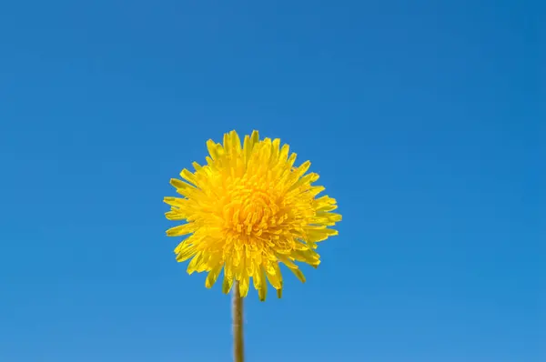 Dente di leone giallo sullo sfondo cielo blu in una giornata soleggiata — Foto Stock