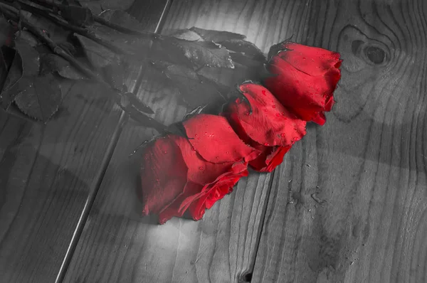 Tres rosas rojas sobre fondo gris, vintage y fantasía —  Fotos de Stock