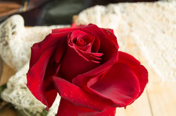 Jedna czerwona róża na koronki tło, tło Walentynki, dzień ślubu — Zdjęcie stockowe