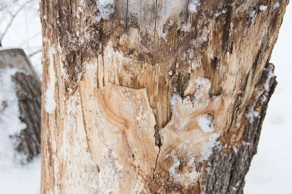 Vieux tronc d'arbre couvert de neige dans la forêt d'hiver, Garez-vous par une journée froide — Photo