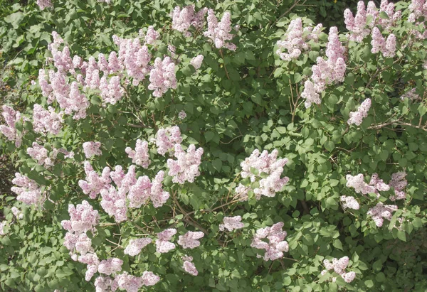 A lila bokor levelekkel. Szemközti nézet — Stock Fotó