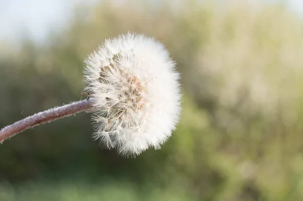 Diente de león esponjoso blanco, imagen de fondo borrosa verde natural, enfoque selectivo —  Fotos de Stock